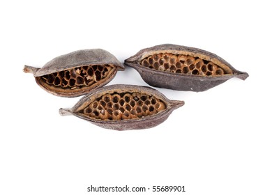 Austrailian Seed Pod