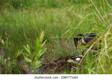 Australasian Crested Glebe at nest with egg - Shutterstock ID 2089771465