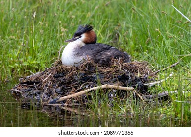 Australasian Crested Glebe sitting on nest - Shutterstock ID 2089771366