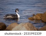 An Australasian crested grebe in foraging mode as it looks for fish and other aquatic prey in the sea water between the rocks of a breakwater pier in Port Adelaide in Adelaide in South Australia.