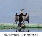 Australasian Darter (Anhinga novaehollandiae) perched on a floating steel structure.