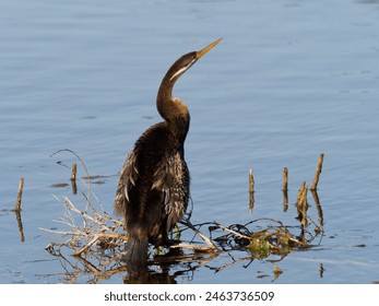 Australasian Darter (Anhinga novaehollandiae) perched on a branch over water. - Powered by Shutterstock