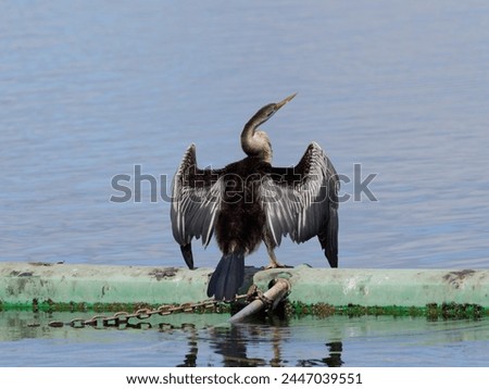 Australasian Darter (Anhinga novaehollandiae) perched on a floating steel structure.