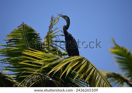 Australasian darter bird (Anhinga novaehollandiae),snake bird spreading wings. Australasian Darter drying wings Poovar island Kerala India.