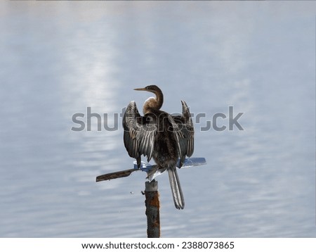 Australasian Darter on a perch overlooking water while drying wings.