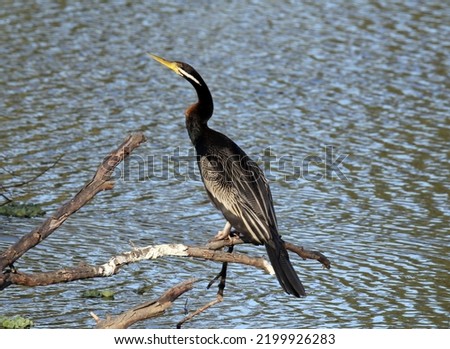 Australasian darter sitting on a tree branch next to a lake