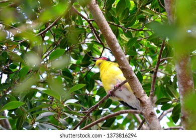 Australasian Figbird - Sphecotheres - Oriolidae