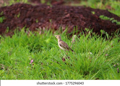 21 Adakka kuruvi Images, Stock Photos & Vectors | Shutterstock