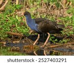 Australasian Swamphen - Porphyrio melanotus