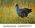 Australasian swamphen (Porphyrio melanotus), a beautiful interesting wetland bird. Colorful bird, blue with red beak with nice green and orange background photographed in the evening sun.