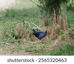 Australasian Swamphen (Porphyrio melanotus) exploring bushland locking for food