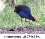 Australasian Swamphen (Porphyrio melanotus) exploring bushland looking for food.