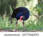 Australasian Swamphen (Porphyrio melanotus) exploring bushland looking for food.