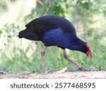 Australasian Swamphen (Porphyrio melanotus) exploring bushland looking for food.