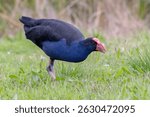 Australasian Swamphen (Porphyrio melanotus) - Foraging on Grassland