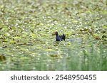 Australasian swamphen, Porphyrio melanotus, pukeko bird, paddling on lake pond