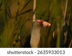 Australasian swamp-hen or Porphyrio melanotus in reeds beside Lake Kununarra in the Kimberleys Western Australia.
