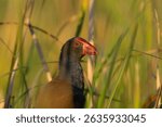 Australasian swamp-hen or Porphyrio melanotus in reeds beside Lake Kununarra in the Kimberleys Western Australia.