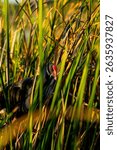 Australasian swamp-hen or Porphyrio melanotus in reeds beside Lake Kununarra in the Kimberleys Western Australia.