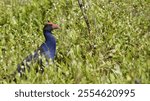 A Australasian Swamphen (Porphyrio melanotus) resting in the green field on a sunny day