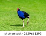 Australasian swamphen (Porphyrio melanotus) standing on green grass in bright daylight, showcasing its vivid blue and red plumage in Victoria, Australia.