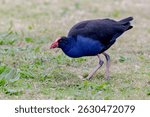 Australasian Swamphen (Porphyrio melanotus) - Striking Purple-Blue Plumage in Natural Habitat