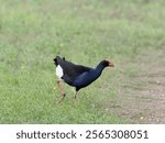 Australasian Swamphen (Porphyrio melanotus) walking around on grass