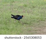 Australasian Swamphen (Porphyrio melanotus) walking around on grass