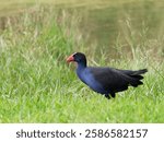 Australasian Swamphen or Pūkeko (Porphyrio melanotus) walking in long green grass with bokeh water background.