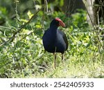 Australasian Swamphen (Porphyrio melanotus) wandering around the forest floor looking for food.