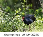 Australasian Swamphen (Porphyrio melanotus) wandering around the forest floor looking for food.