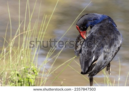 An Australasian Swamphen preening itself by the water