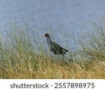 Australasian Swamphen or  Pukeko  (Porphyrio melanotus) obscured by long wetland grasses and reeds with water in background