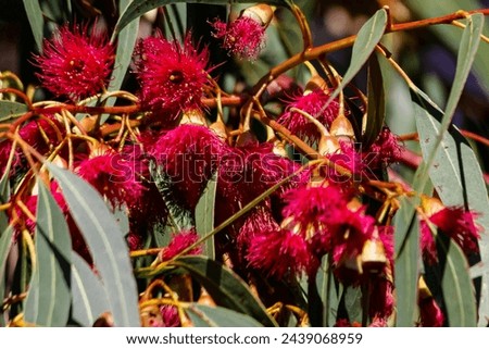 AUSTRALIA - 7 APR 2010: Perth. Eucalyptus leucoxylon rosea (red-flowering yellow gum) has pink-red flowers in clusters of three. Smooth trunk with cream to grey coloured bark which sheds in flakes.