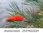 AUSTRALIA - 7 SEP 2024: The bright red-orange Spider Flower (Grevillea) is cultivated as an ornamental plant in some public gardens.