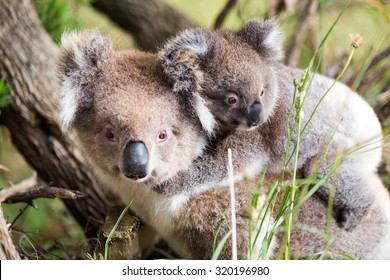 Australia Baby Koala Bear And Mom.