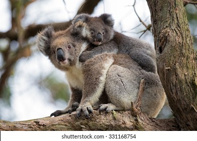 Australia Baby Koala Bear And Mom.