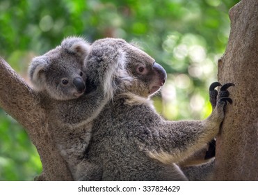 Australia Baby Koala Bear And Mom.