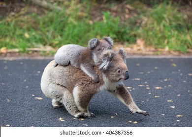 Australia Baby Koala Bear And Mom.