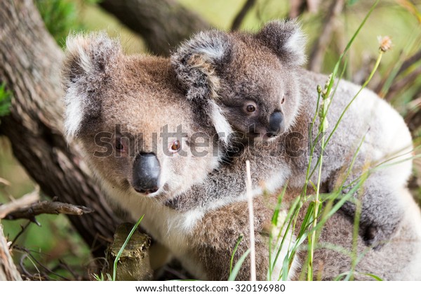 Australie Bebe Koala Bear Et Maman Photo De Stock Modifiable