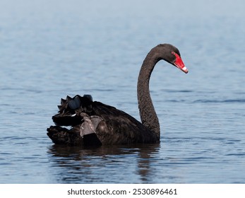 Australia Black Swan (Cygnus atratus) swimming alone in a lake. - Powered by Shutterstock