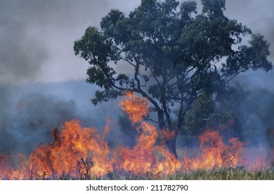 Australia Bush Fire