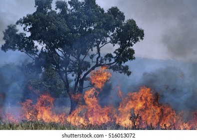 Australia Bush Fire