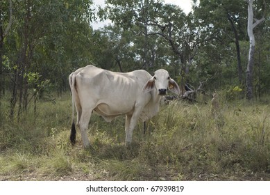 628 Northern Australia Cattle Images, Stock Photos & Vectors | Shutterstock