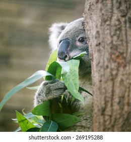 Australia Cute Baby Koala Bear Eating Eucalyptus Leaf On Tree