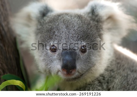 Australia Cute Baby Koala Bear On Stock Photo Edit Now 269191226