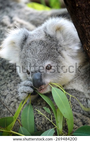 Australia Cute Baby Koala Bear Eating Stock Photo Edit Now