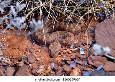 Australia, Desert Death Adder Snake