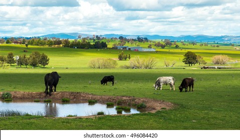 Australia farm in countryside 