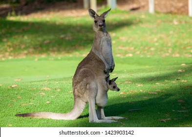 Australia Kangaroo Mother And Cute Joie Baby In Pouch 